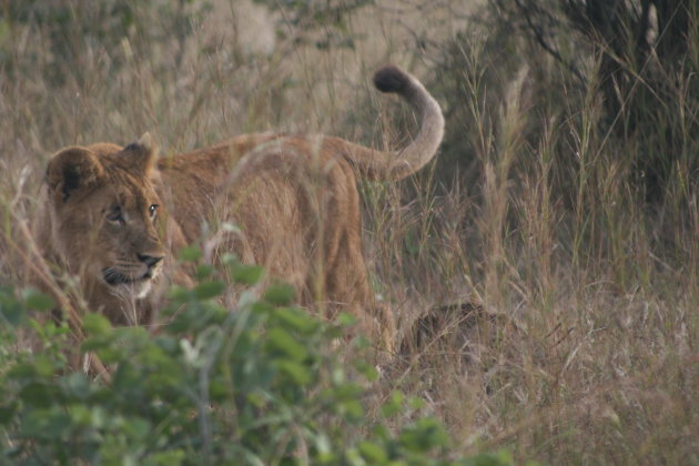 walking with lions