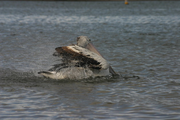 Pelikaan in actie