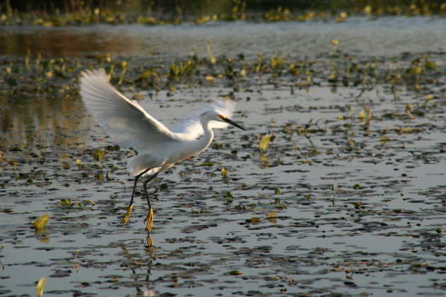 Landing op het water