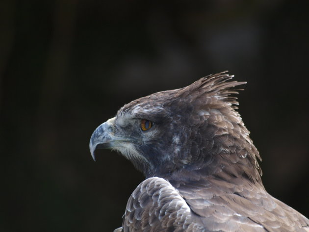 Martial Eagle