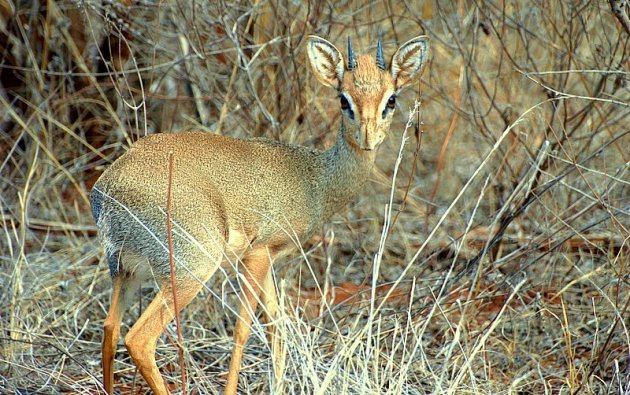 Dik - Dik.