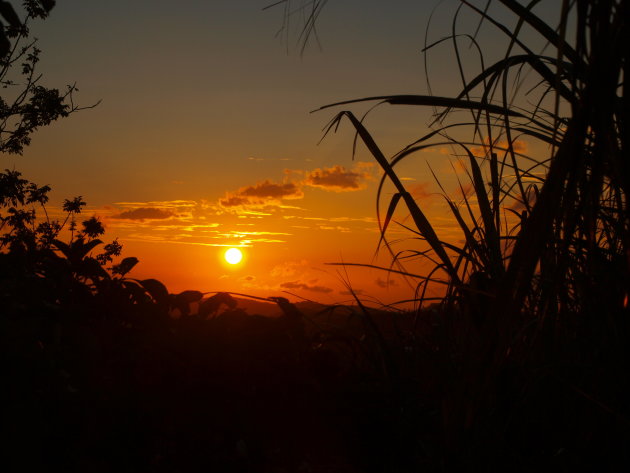 Ondergaande zon boven koffieveld