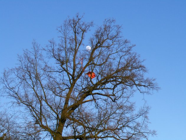 Maan in Sonsbeek Arnhem