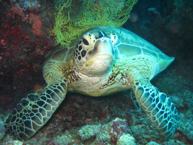 schildpad aan het rusten op Sipadan