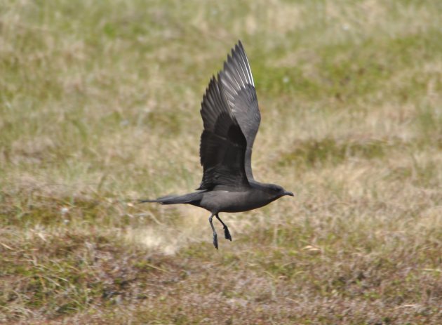 noorse pijlstormvogel