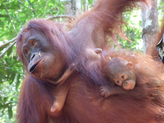 Urang Utangs