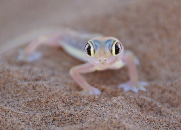 Palmatogecko