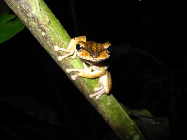Surprized treefrog