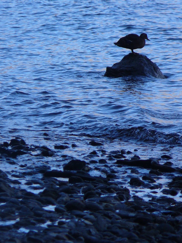 Eend op steen in het water