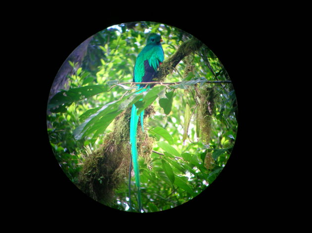 Quetzal