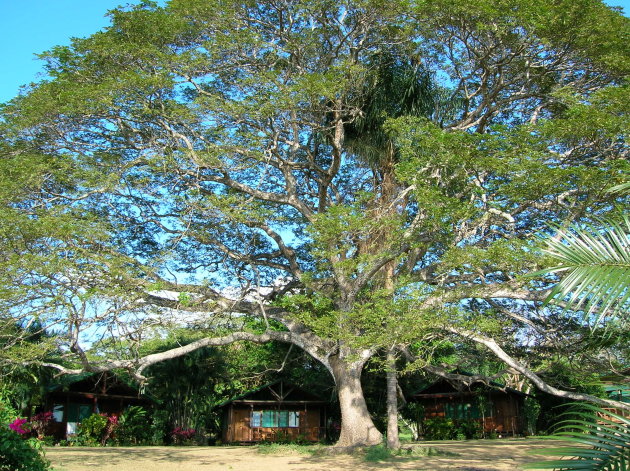 Guanacaste boom