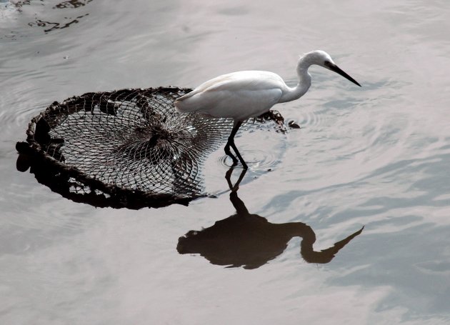 Zilverreiger vist op visnet