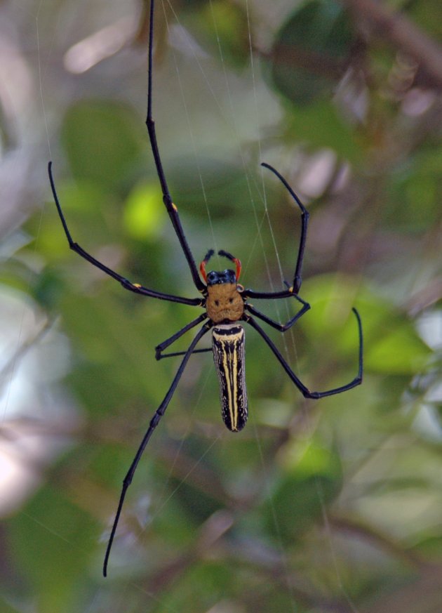 'Golden orb web spider'