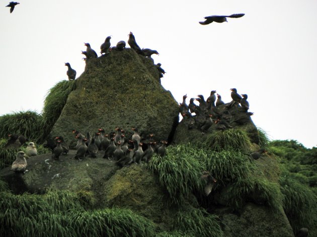 De eerste landing op het land van Kuifje(s)