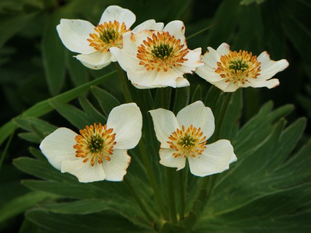 Anemone narcissiflora