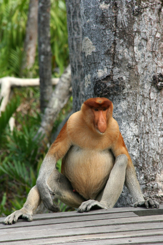 Proboscis monkey