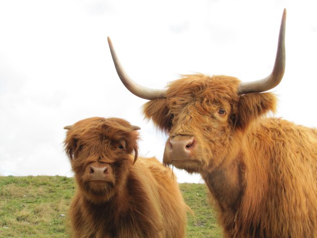 Schotse hooglanders