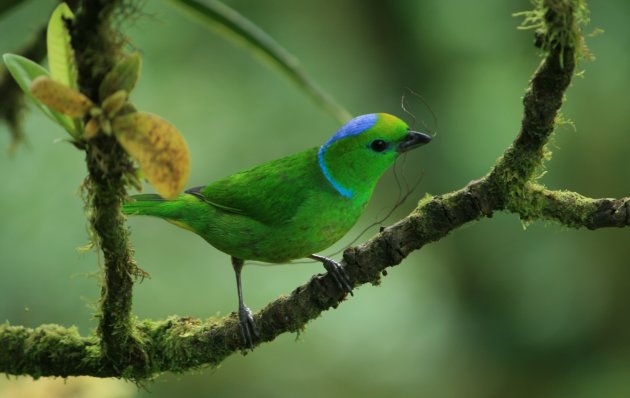 Vogel in het Monteverde NP, Costa Rica