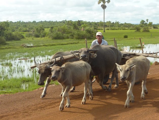 Ossenwagen in Kampot Thom