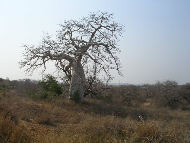 IMBOMDEIRO boom Angola