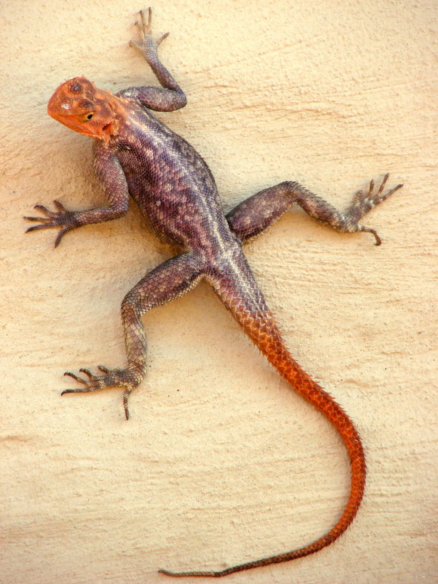 Namibian Rock Agama