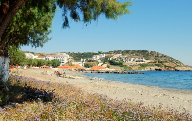 BLOEMENVELD AAN STRAND AGIA PELAGIA.