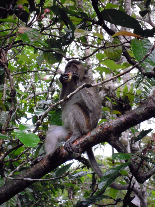 Aapje bij Sungai Kinabatangan