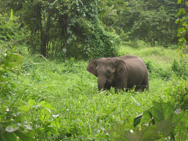 Jonge wilde olifant