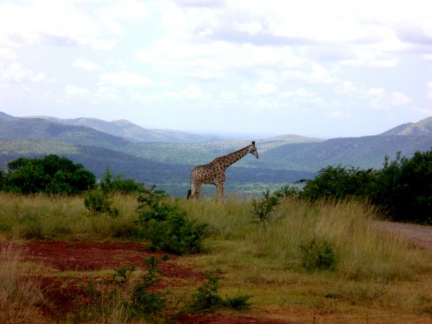 Giraffe poseert voor het uitzicht 