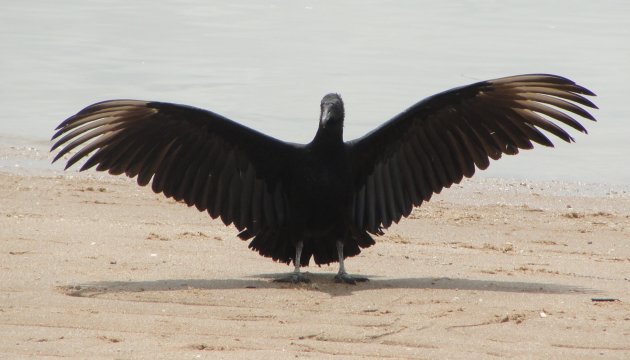 Zwartkopgier droogt zijn veren