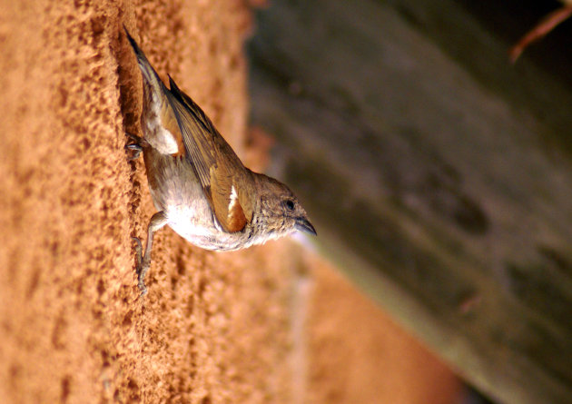 Vogel aan de muur