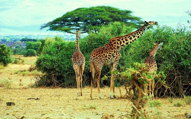 FAMILIE GIRAFFE.