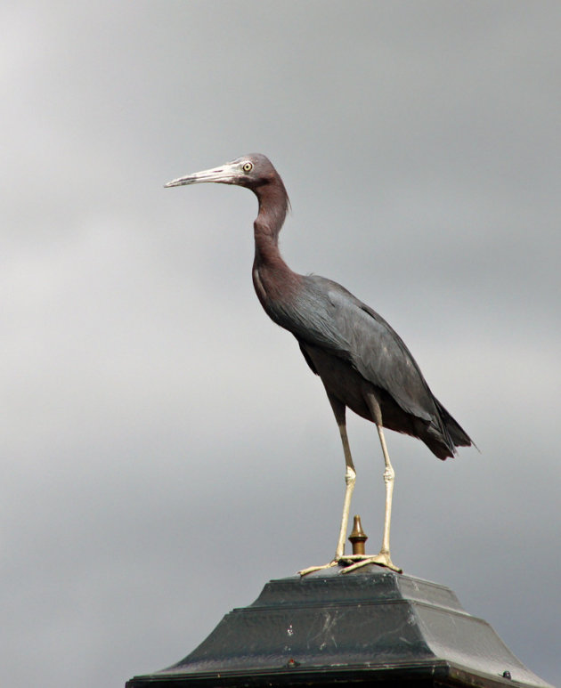 Blauwe reiger