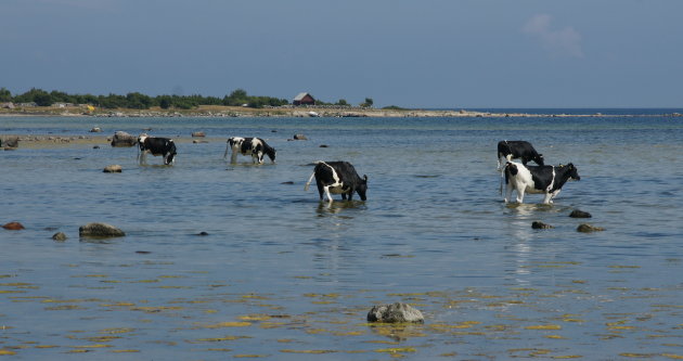 Dorst