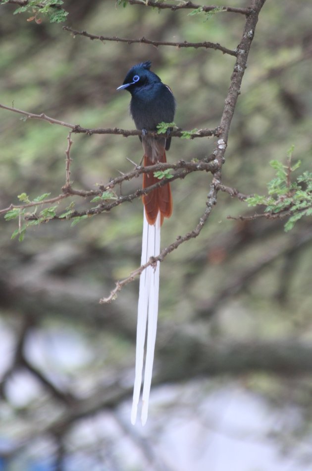 Paradise flycatcher