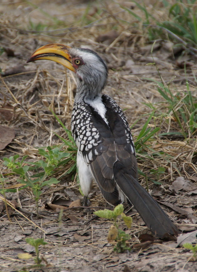 Yellow-billed Hornbill