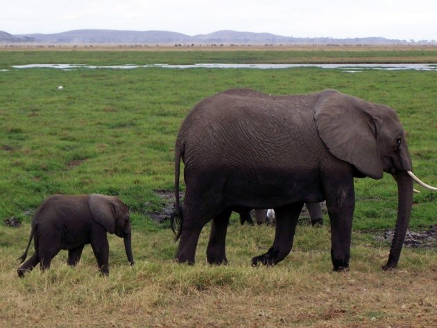 Moeder olifant met in haar kielzog kleine Dombo