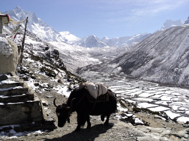 Jak op de trekking Mount everest base camp.