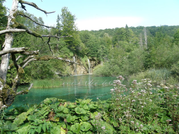 Groen en waterval