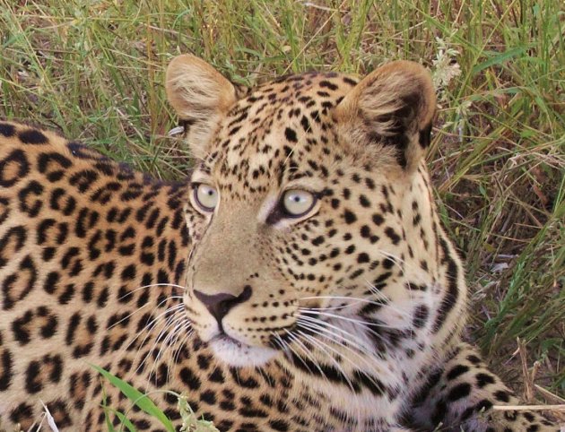 Luipaard vrouwtje in Makgadikgadi