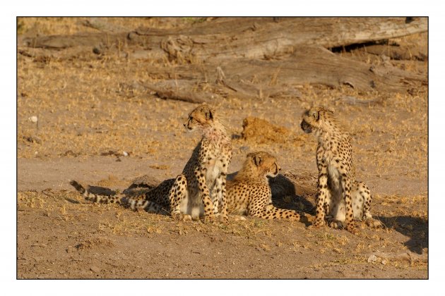 Voor Hillebrand, de 3 welpjes van de cheetah