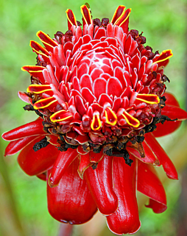 Red flower