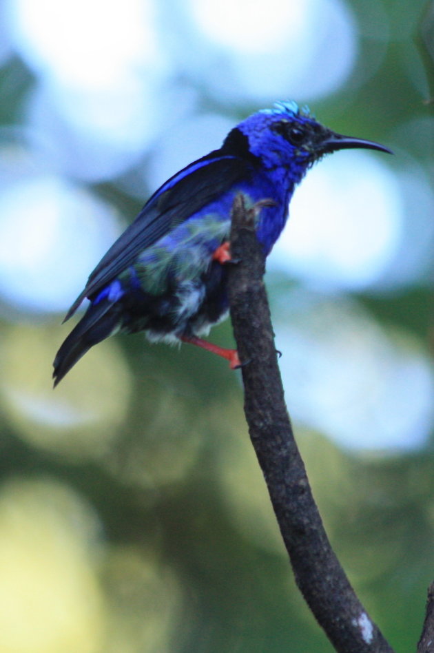 Blauw vogeltje!