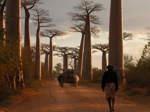 Avenue de Baobabs