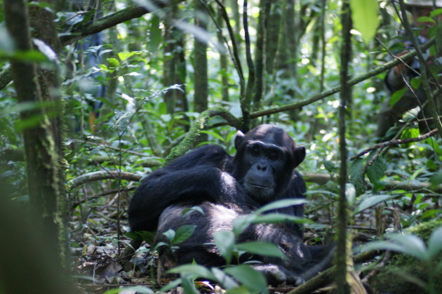 chimpansee tracking