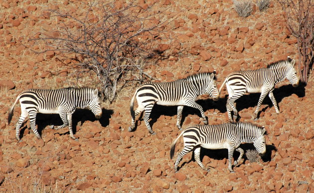 Hartmann's mountain zebra