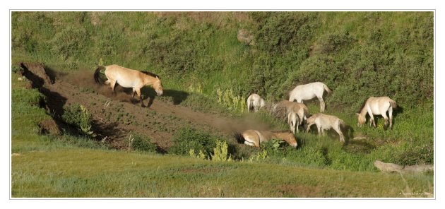 Przewalskipaarden