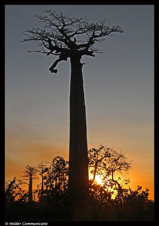 Baobab sunset