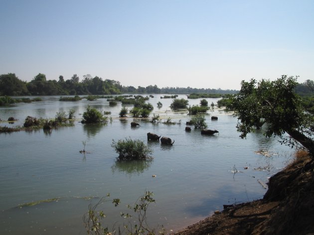 Waterbuffels in de Mekong bij Don Det