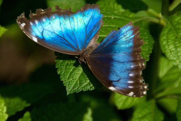 Blue Morpho